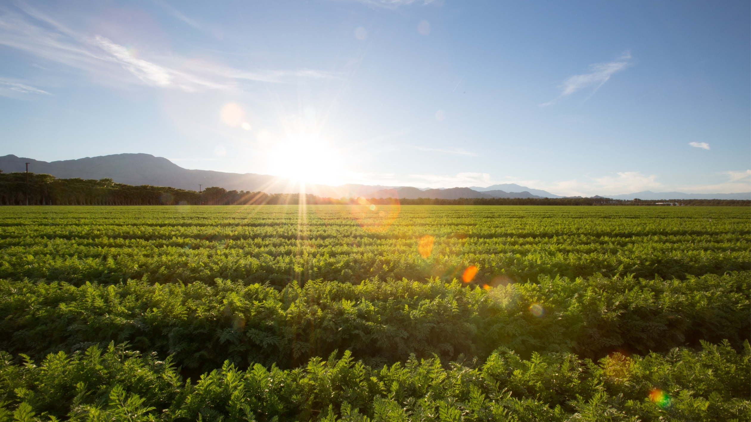 sunrise over farm land, green plants with equipment leases and acreage leases